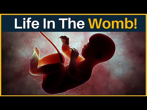 Life In The Womb | Life Before Birth | Prenatal Development | Ask Me Why?