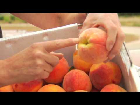 download lagu mp3 mp4 Colorado Freestone Peaches, download lagu Colorado Freestone Peaches gratis, unduh video klip Colorado Freestone Peaches