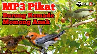 Download lagu Suara Pikat Burung Kemade Momong Anak Cuit Cuit... mp3