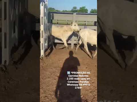 60 Garrotas Nelores: 2.250 reais cada em Coremas/ Paraíba. Whatsapp 84 99810 2784*#gado