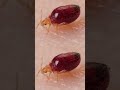 These Bugs Were Safe For Work | Deep Look #Shorts