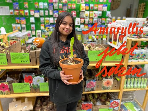 Amaryllis setzen leicht gemacht