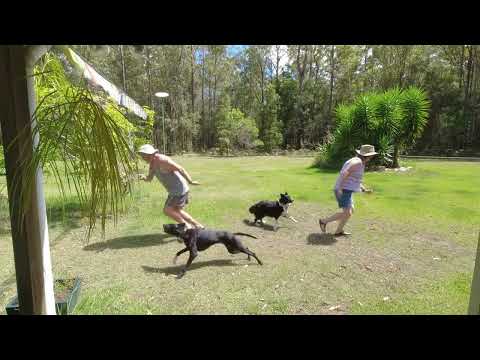 Which 'owner' would your dog(s) follow when you run in different directions ?