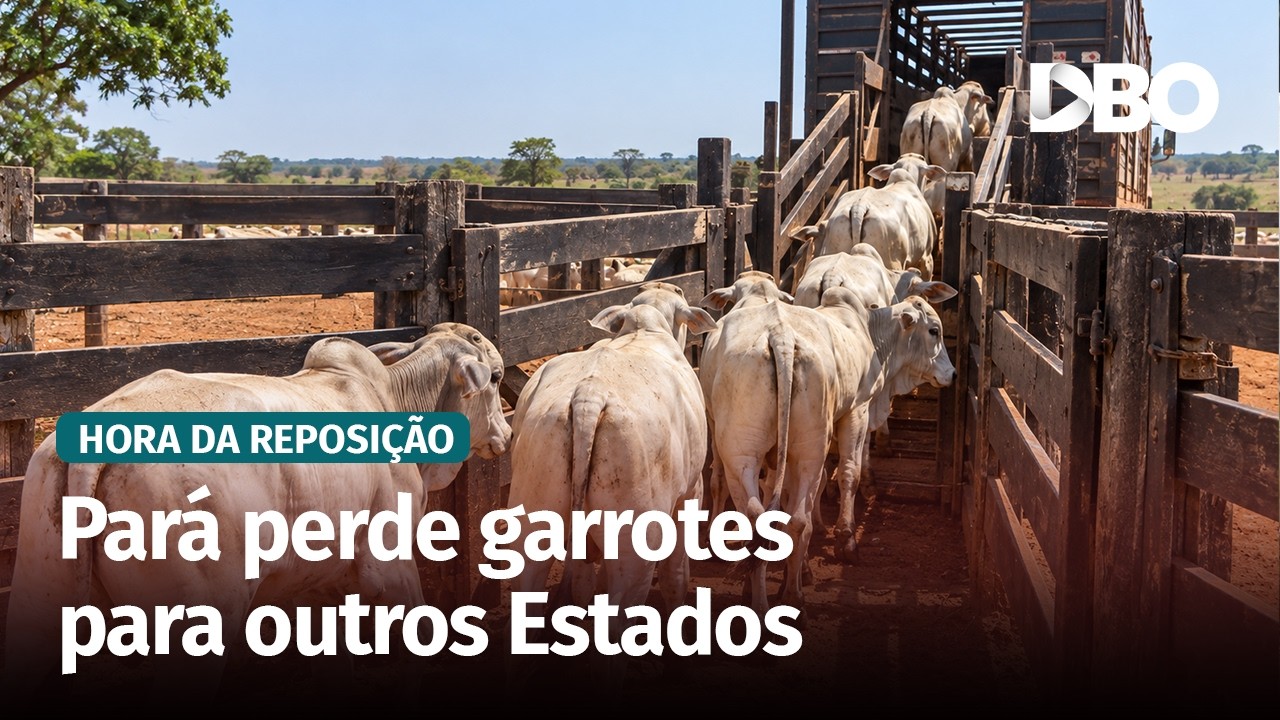 Saída de garrotes para outros Estados aperta reposição no Pará