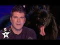 When Simon Cowell Got Hypnotised on Britain's Got Talent | Magicians Got Talent
