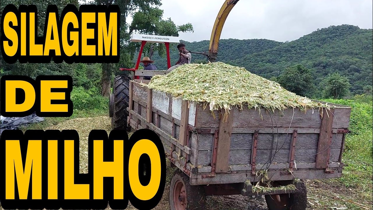 Silagem de milho transgênico,veja quantas toneladas deu em 0.7 hectare.