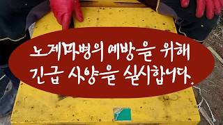 꿀벌의 4대 질병 가운데 하나인 노제마병의 예방을 위해 긴급 사양을 실시합니다.