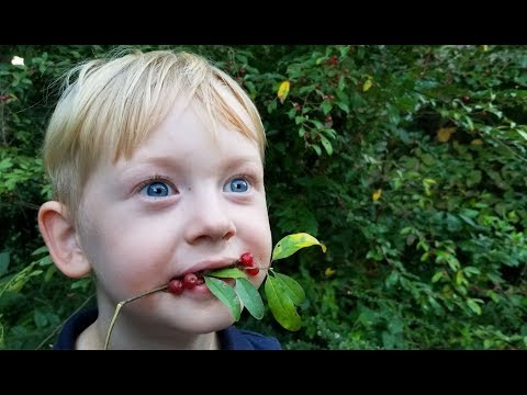 Making Fruit Leather from Wild Berries - Foraging Wild Edibles - Autumn Olives