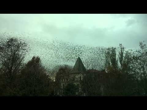 pourquoi la migration des oiseaux