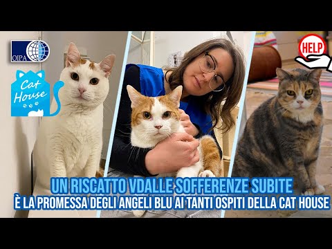 Un riscatto dalle sofferenze subite: è la promessa degli Angeli blu ai tanti ospiti della Cat House