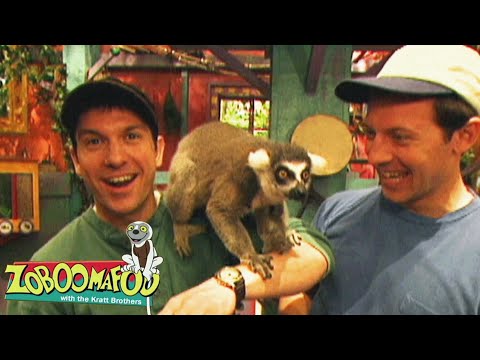 Feliz Dia do Lêmure | Zoboomafoo Português | Episódios Completos para Crianças
