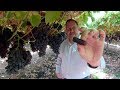How Cotton Candy Grapes Are Made (360° VR)