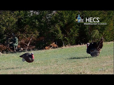 Taking Texas Turkeys in Plain sight with Archery Gear