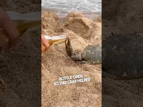 These guys had a crab open their bottle 😂