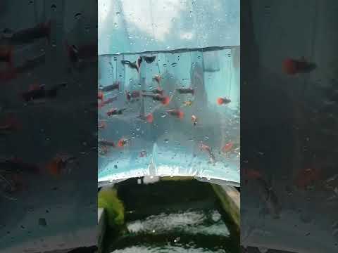 platinum Dambuir GUPPYS 🧿🪬🧿