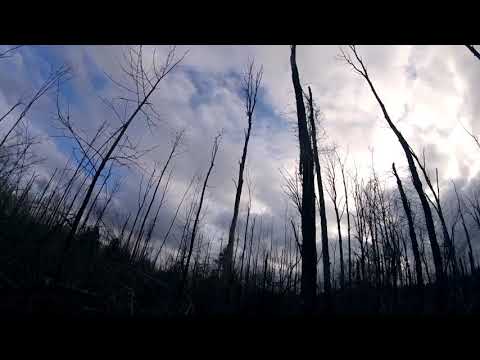 Taking a Hike in the Wetlands Preserve