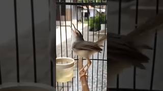 Download lagu MANTAP!!CIBLEK SAWAH ISIAN GEREJA TARUNG mp3 Download lagu MANTAP!!CIBLEK SAWAH ISIAN GEREJA TARUNG mp3