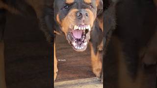Download lagu angry angry dog barking sound #dogbarkingsounds #cuteanimal #rottweilerpuppy #angrypuppy #cute mp3