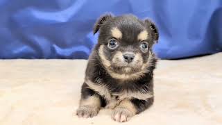 チワワ（ロング）の動画01