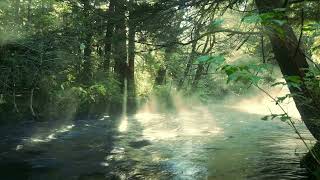 Relaxing Nature Sounds Music for Stress ReliefNature Sleep Music   20 Min Nature Meditation Sound