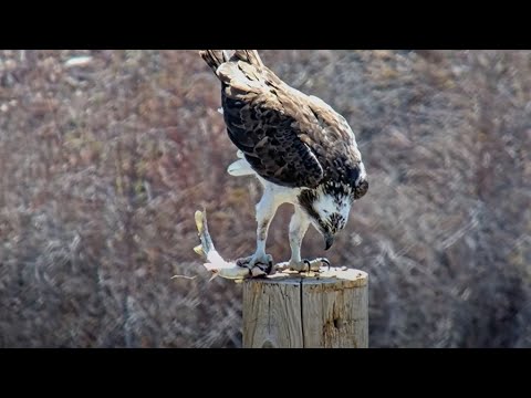 Iris The Osprey Eats A Fresh Fish On The Owl Pole – April 14, 2025