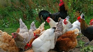 Send Chicken Feed to Your Chicken Republican Congressman?