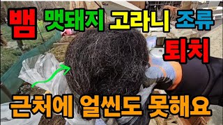 뱀! 맷돼지! 고라니! 조류퇴치! 세계최초!이거를 놔두면 얼씬도 못해요! #뱀퇴치 #맷돼지퇴치 #고라니퇴치 …