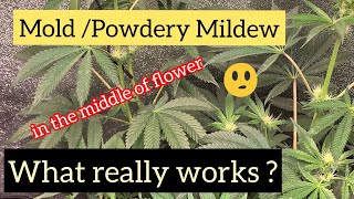 Getting rid of mold / powdery mildew during flower. Is it to late at this point?