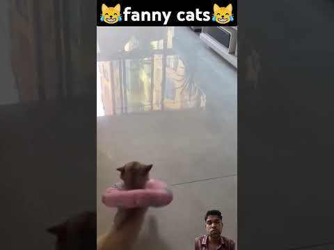 #cat #catlover #funny #kitten #catcomedy #pets #funnyanimal