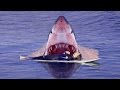 Акула съела 13 летнего серфингиста 