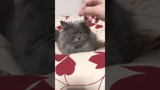 なんだかんだ仲良しな2匹🤭#shorts #猫のいる暮らし #猫動画