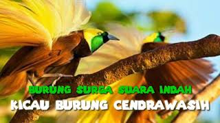 Download lagu kicau burung cendrawasih mp3 Download lagu kicau burung cendrawasih mp3