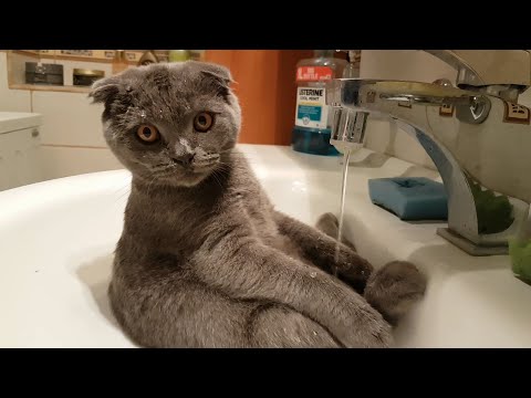 Cat Takes Bath in Sink - Cute