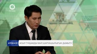 Асыл тұқымды мал шаруашылығын дамыту 