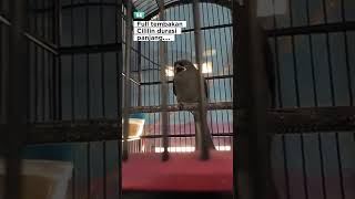 Download lagu SRIGUNTING ABU ISIAN CILILIN #kicaumania #birds #masteranjernih#srigunting mp3 Download lagu SRIGUNTING ABU ISIAN CILILIN #kicaumania #birds #masteranjernih#srigunting mp3