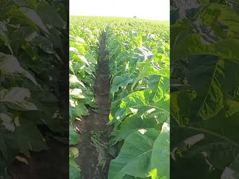 lavoura em daí João do triunfo pr