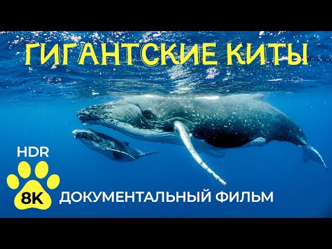 Киты - Самые крупные млекопитающие планеты - Документальный фильм о животных в 8K HDR