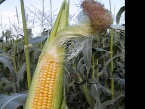 Alberto Bazan y Victor Félix interpretan "El Tamalito" de Andrés Soto Mena