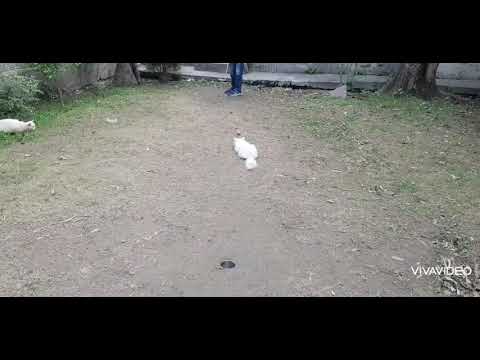 These cats will not let Arham practice golf putting