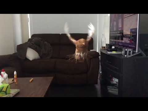 Largest pigeon in the world - flight