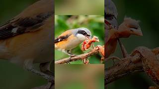 Download lagu Burung Kecil Ini Ternyata Adalah 'Penjagal' 😳🐦 mp3