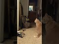 The Three Must Cat Eer White Grey Tabby And Cream Tabby Cats Staring Contest Shorts