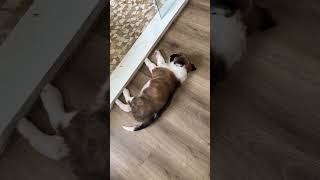 Video preview image #1 Australian Shepherd-Unknown Mix Puppy For Sale in Valrico, FL, USA