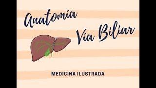 Vía Biliar (Anatomía)