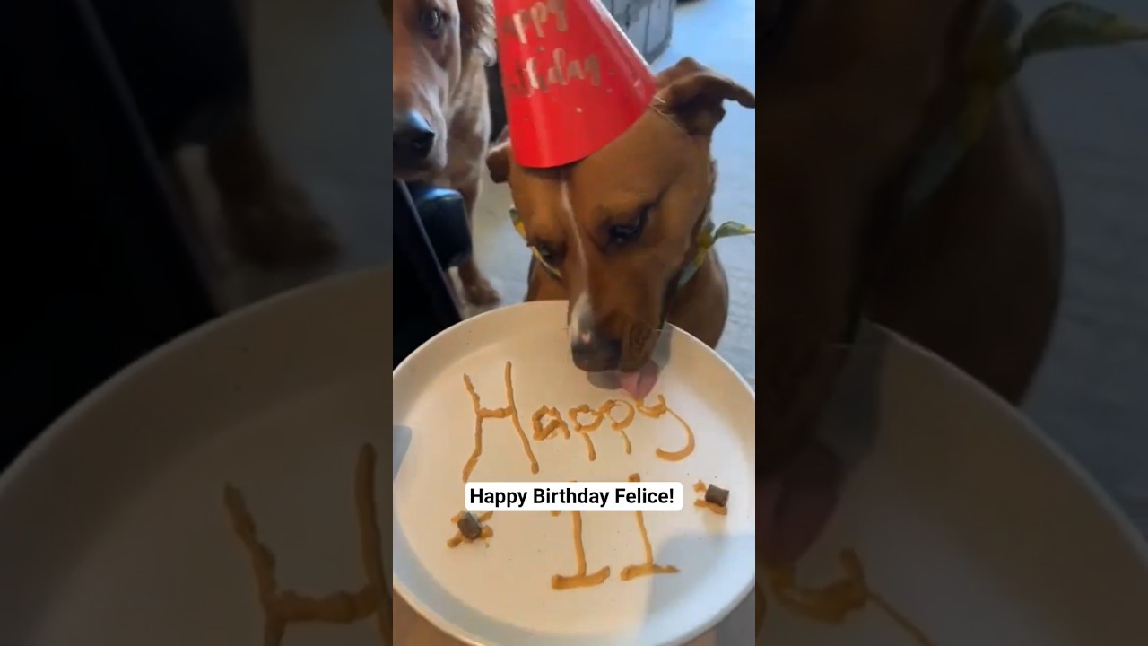 Enlarge Felice, a ADOPTABLE mixed breed in Kitchener, ON video 6/6