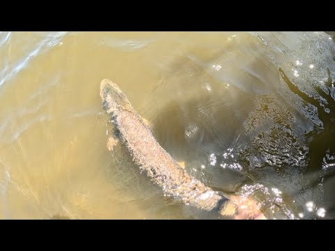 I Can't Believe We Got This 40+ Inch Pike In !