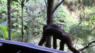 preview picture of video 'Onverwachte ontmoeting met een orang-oetan'