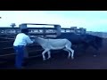 Big Horse And Donkey Mating Funny Horse Meeting And Playing With Donkey
