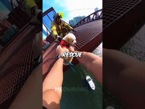 Drawbridge Started OPENING... My Dog Was Still On It 😰❤️