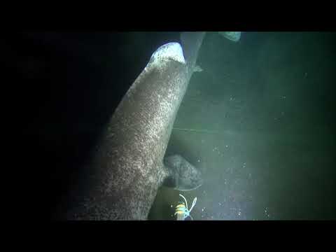 Greenland shark - baited camera #2